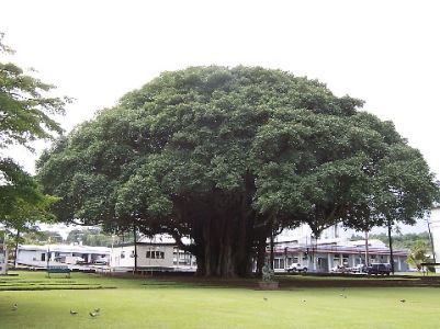 hilo_banyan_tree
